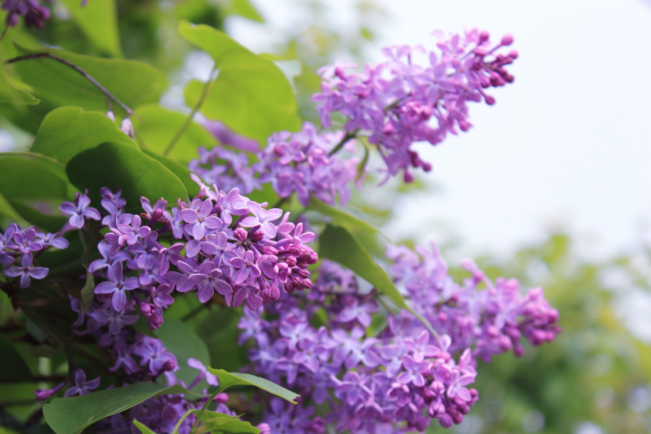 How To Grow Lilac In Containers Horticulture.co.uk