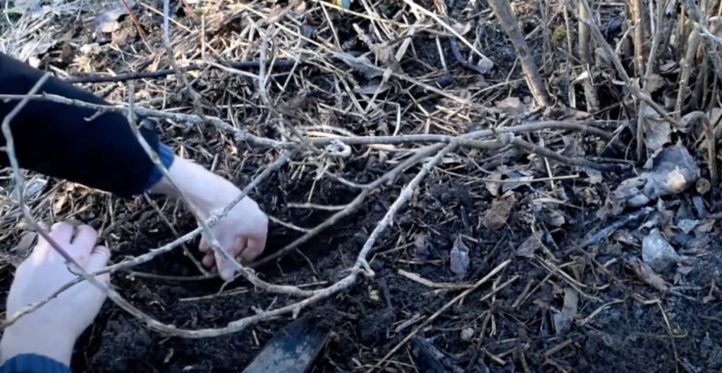 stem of a fruiting shrub being bent down into dug soil