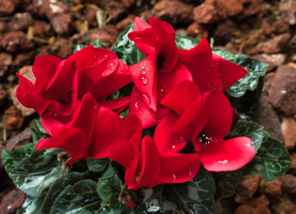 red flowering cyclamen plant with variegated leaves growing from mulched ground