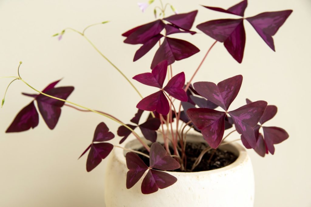 variegated purple leaves from a false shamrock plant growing inside in a white pot in front of a wall