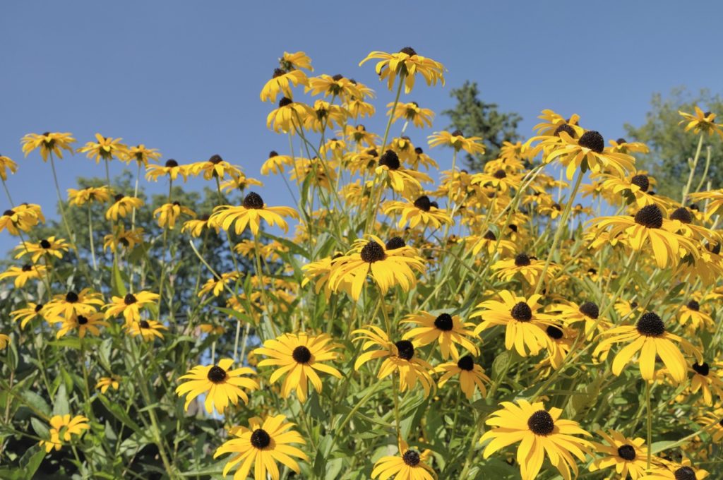 yellow flowering rudbeckias with black centres growing outside with a blue sky in the background