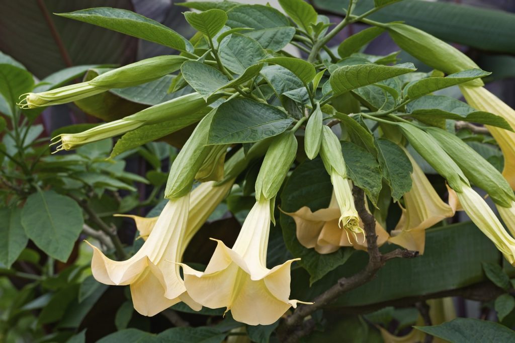 creamy-yellow flowering trumpet-shaped flowers growing outside from a brugmansia plant