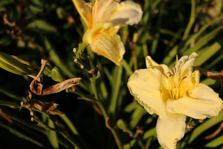 How To Prune & Deadhead Daylilies Horticulture.co.uk
