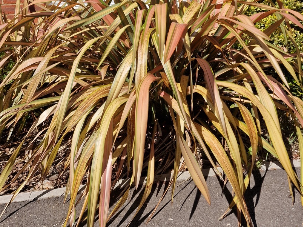 big long brown-red leaves growing from a phormium plant outside in a garden border