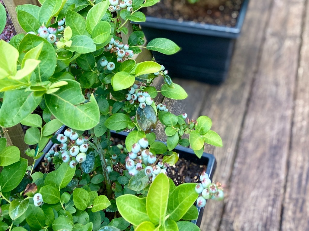 Tips When Growing Blueberries In Pots Horticulture.co.uk