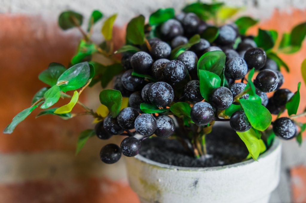 small potted blueberry tree with big black fruits growing inside in front of an orange wall
