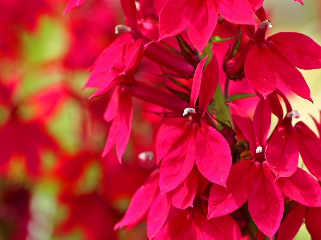 close-up of the pink flowers from a lobelia x speciosa plant
