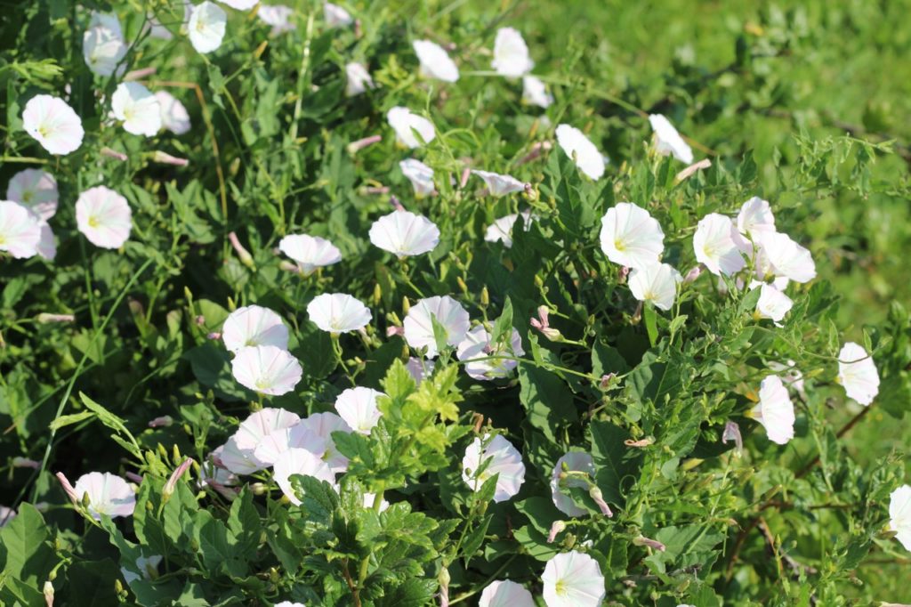How To Get Rid Of Bindweed Horticulture Magazine