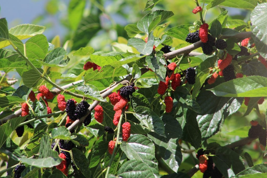 red and black mulberries growing from a morus nigra tree growing outdoors
