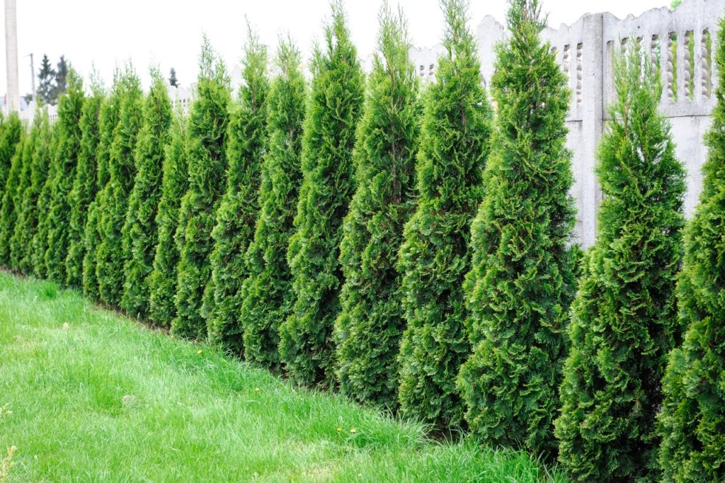 thuja trees growing in a row in a garden border in front of a white fence