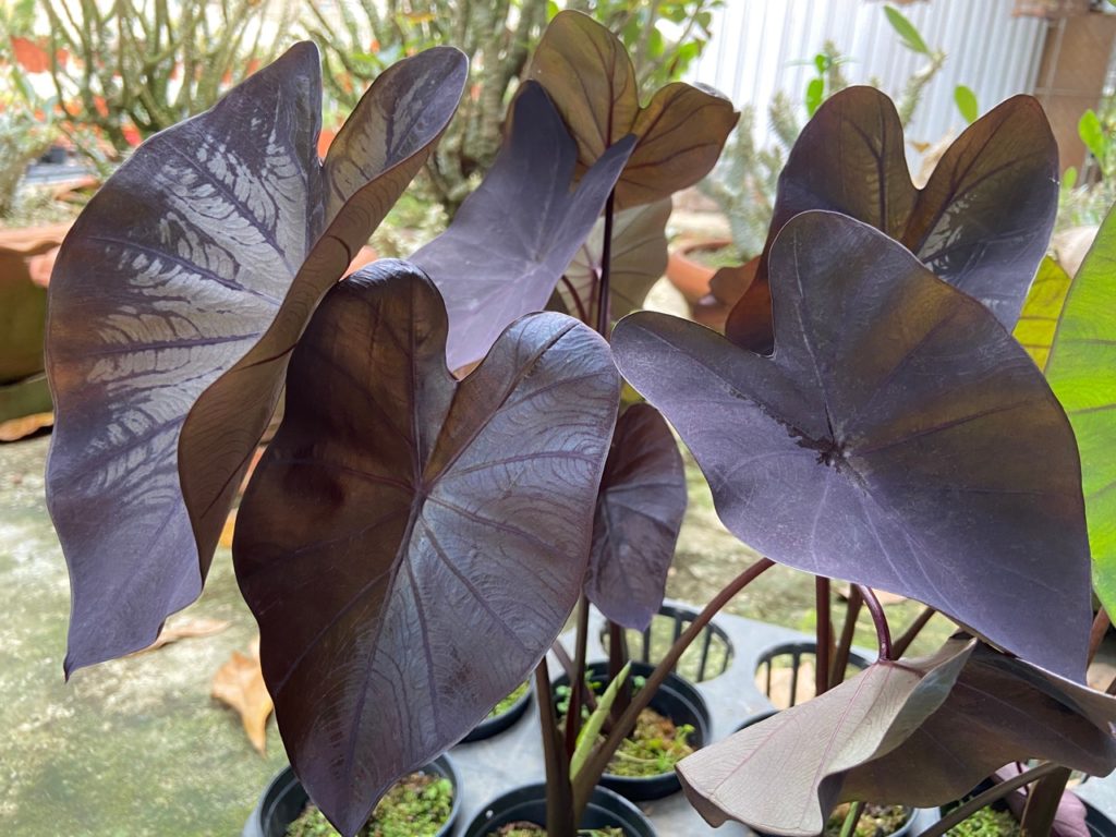 Colocasia esculenta ‘black coral’ with large heart-shaped purple leaves growing in a pot