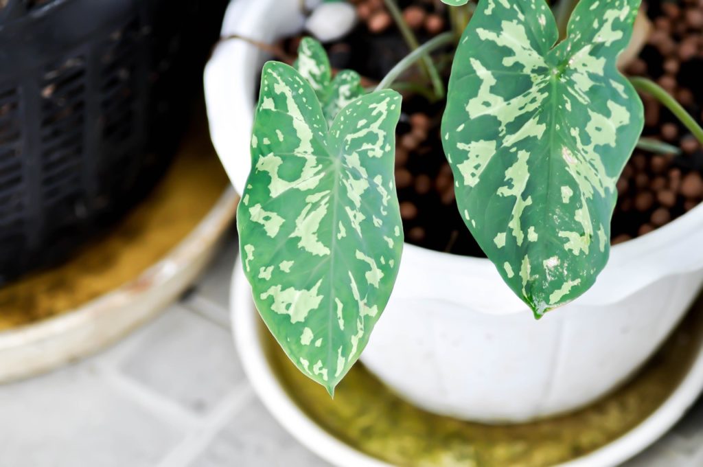 potted colocasia houseplant with green variegated leaves