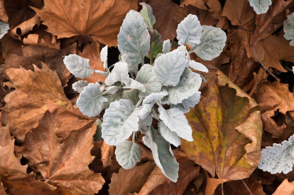 silver sage with leaves growing from ground that is covered in brown leaves that have fallen from trees