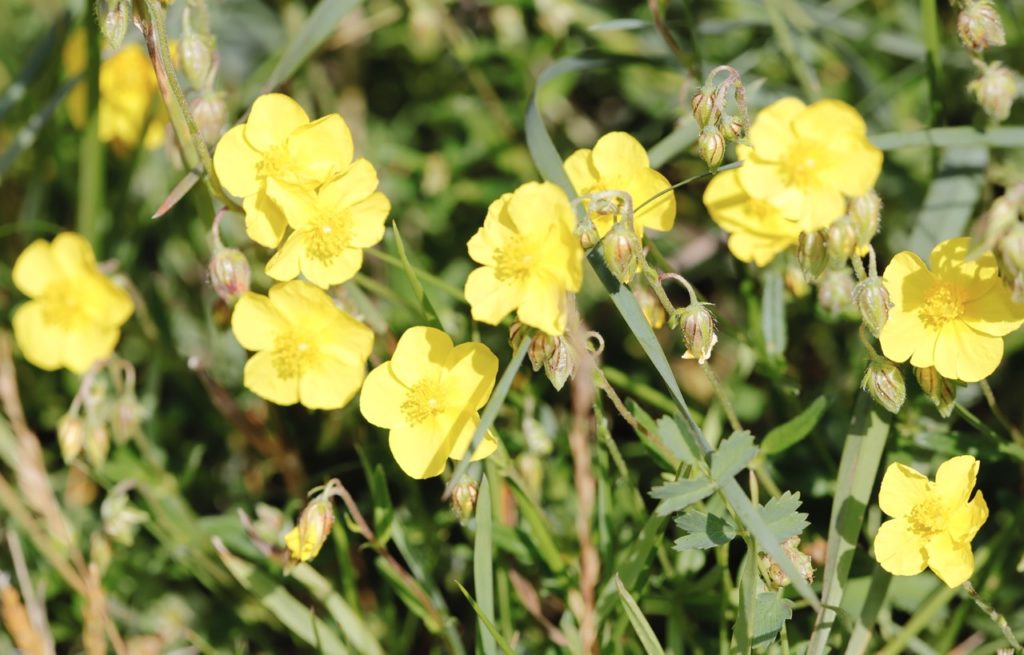 yellow flowering rock rose plant growing outside amongst a field of grass