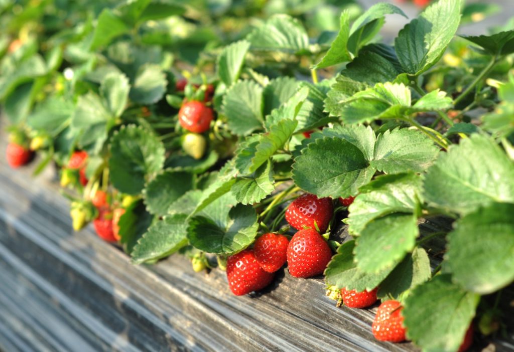 strawberry plant bearing red fruits growing from a raised garden bed