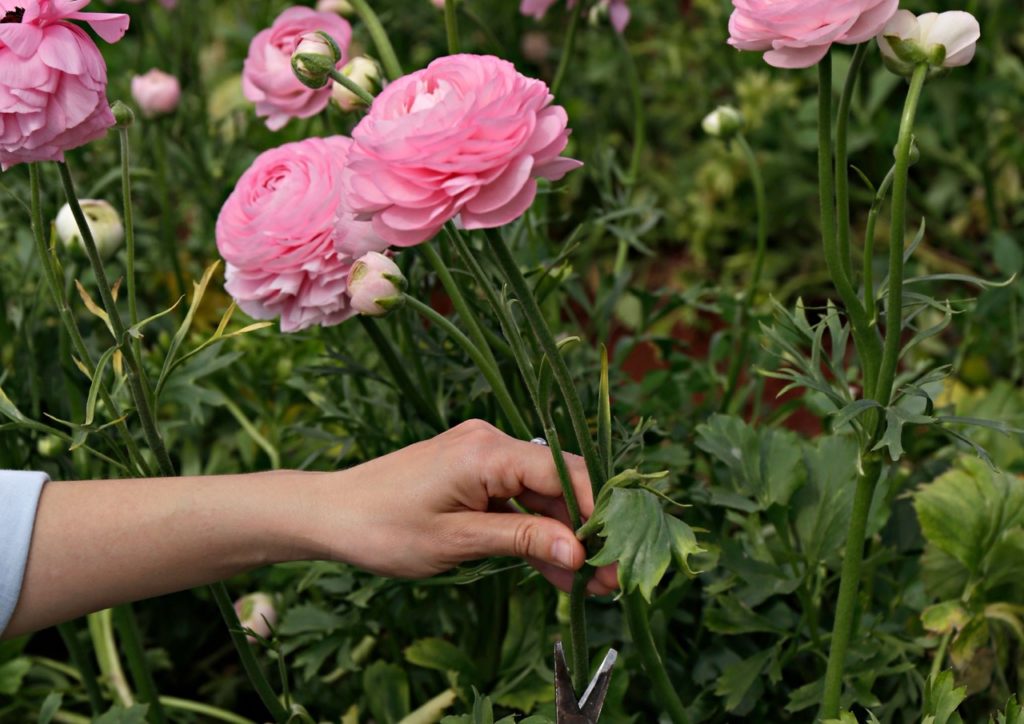 gardener holding the stem of a pink flowering ranunculus plant whilst they deadhead it with gardening scissors