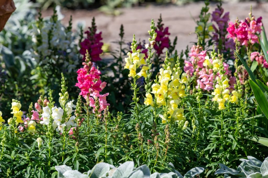 snapdragons with yellow, pink and white flowers growing from tall stems outside in a garden