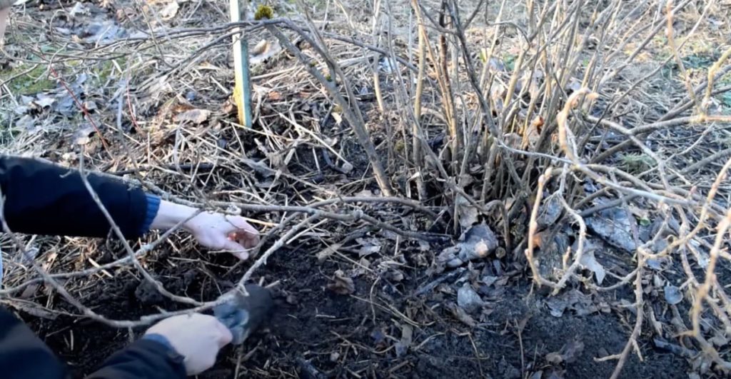 covering the stem of a gooseberry shrub with soil