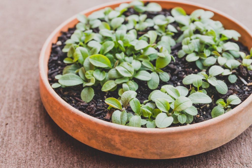myosotis seedlings growing in a wide, round container inside