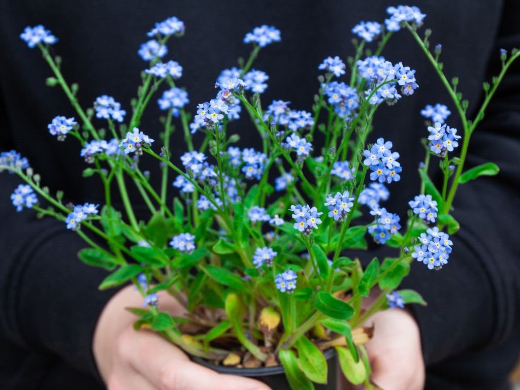 Growing In Pots Horticulture Magazine