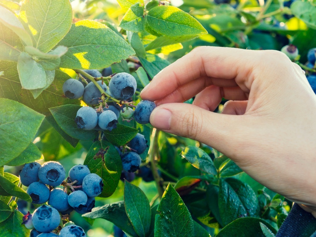 How And When To Harvest Blueberries Horticulture.co.uk