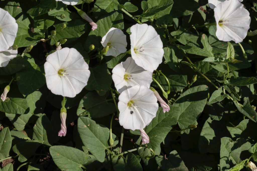 How To Get Rid Of Bindweed Horticulture Magazine