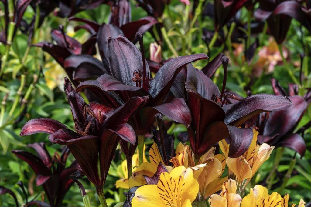 purply-black and yellow flowering asiatic lilies growing outdoors with lots of green plant in the background