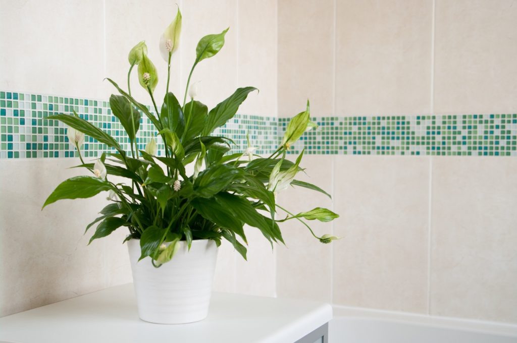 potted spathiphyllum growing on a counter in a tiled bathroom indoors