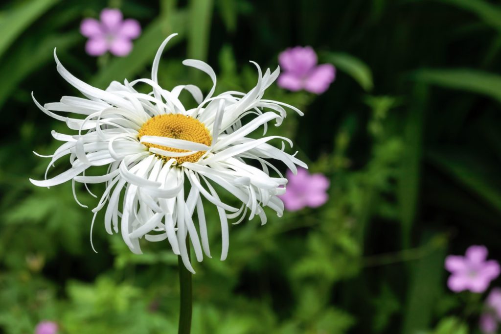 a Shasta daisy variety with white curly petals growing outside with purple flowers behind it
