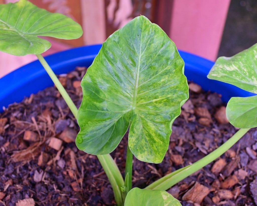 elephant ear plant with green leaves growing in a container indoors that has been mulched with wood chips