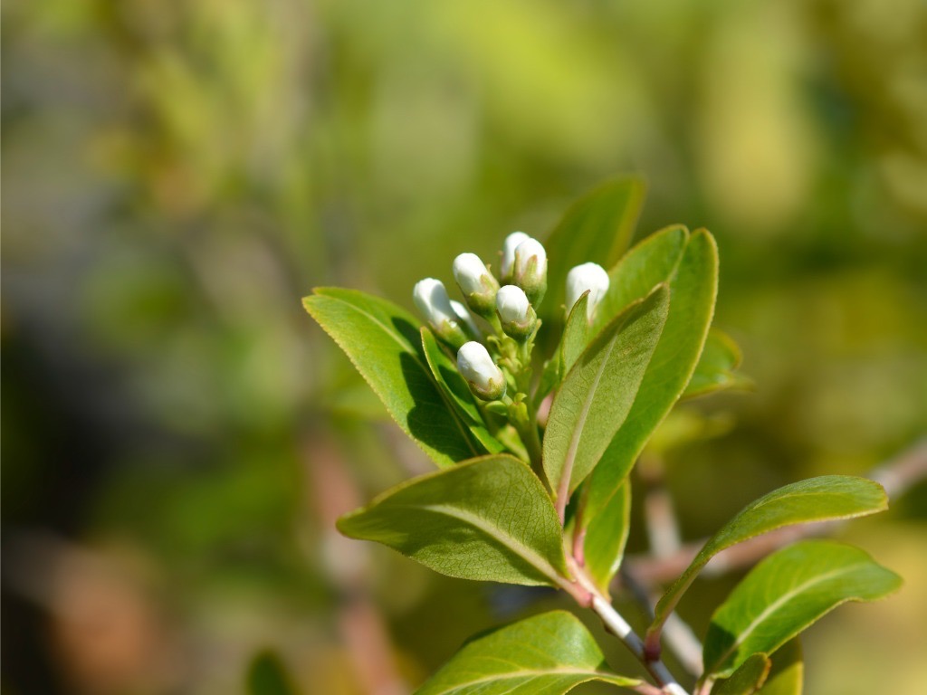 escallonia bifida plant with pure white flower buds