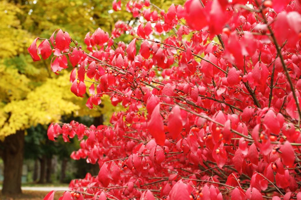red leaves growing from a euonymus alatus shrub growing outside in front of a tree with yellow leaves