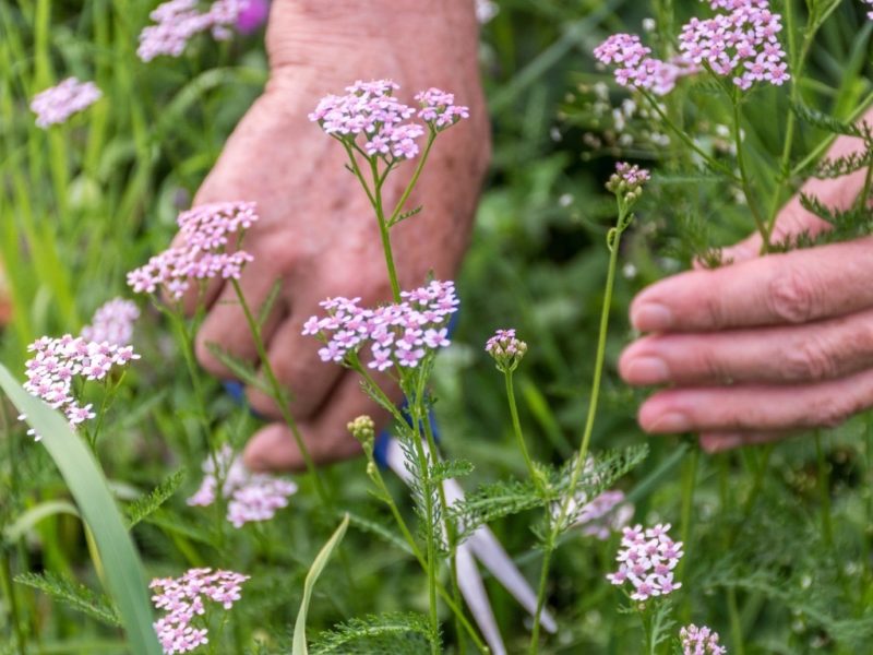 Pruning & Deadheading Yarrow Plants Horticulture.co.uk