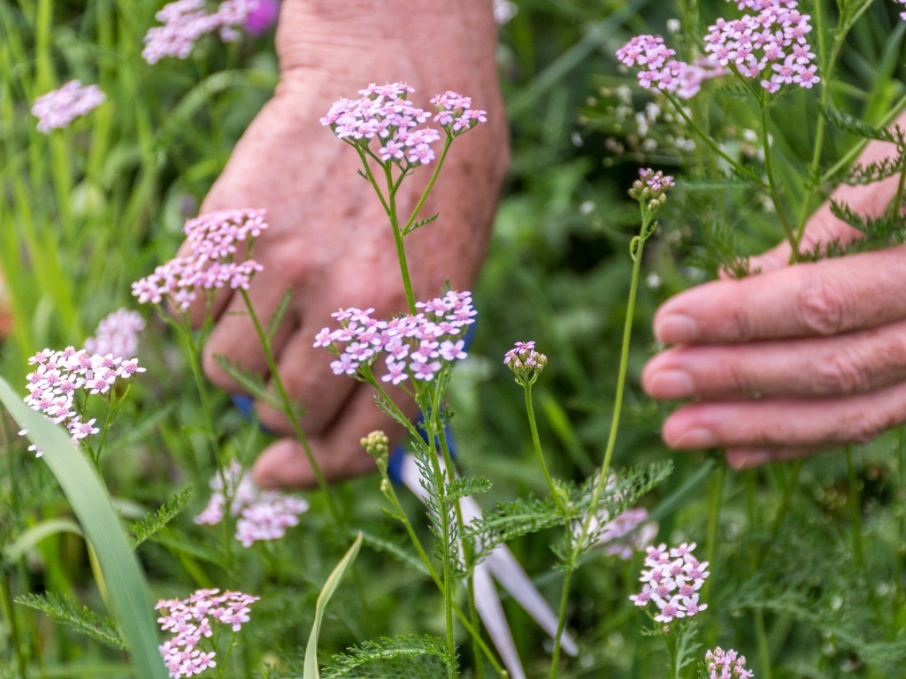 Pruning & Deadheading Yarrow Plants Horticulture.co.uk