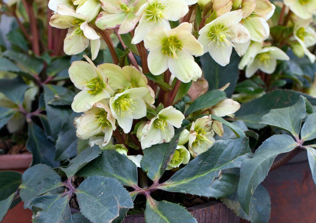 creamy flowers with dark foliage from a hellebore plant growing in a wooden container in front of other potted plants