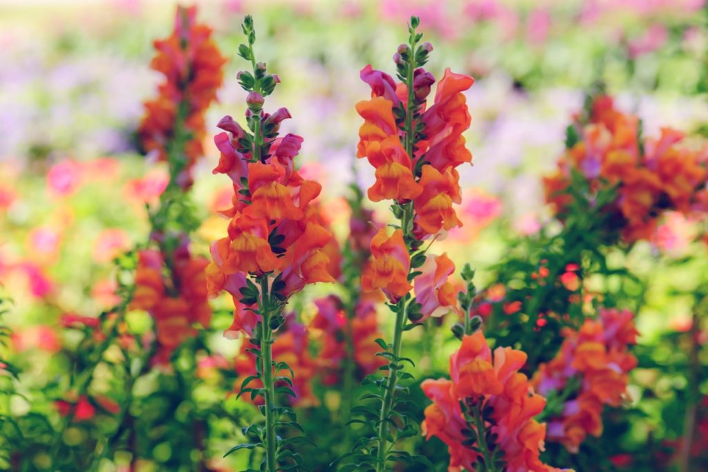 red and pink flowering snapdragons growing on tall stems outside in front of a pink flowery background