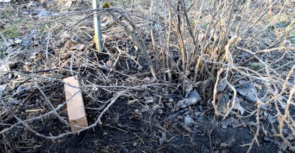 a brick laid over the plant stem to keep it in place under the soil