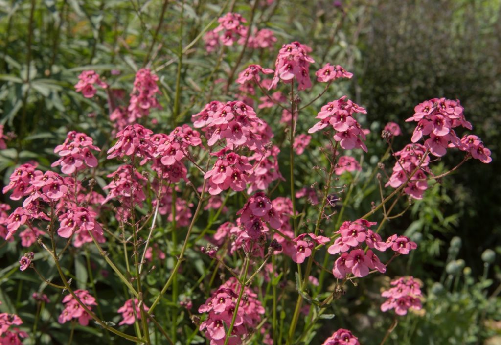 pink flowering diascia with tall stems growing outside in front of other green shrubs