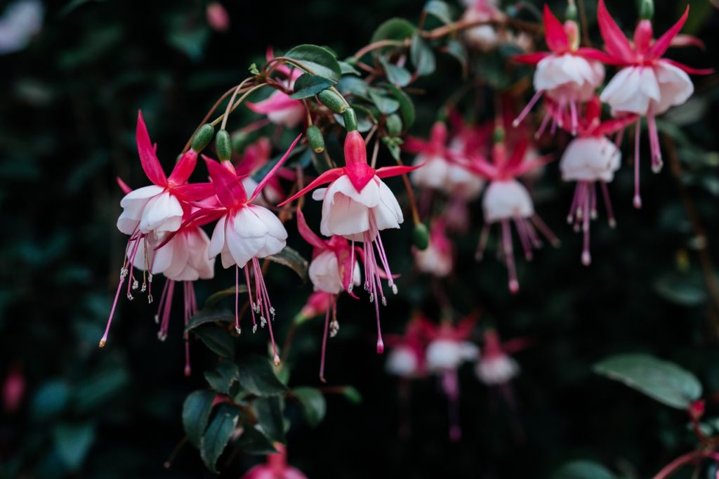 fuchsia &lsquo;Alice Hoffman&rsquo; with pink and white flowers and dark green foliage growing outdoors