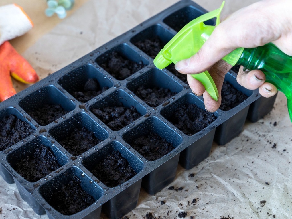 a seed tray with individuals cells that have been filled with compost being sprayed with water