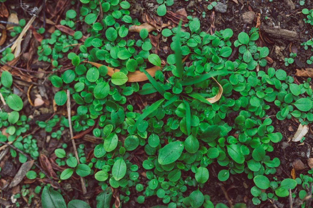 seedlings of the forget-me-not plant growing outdoors from the ground
