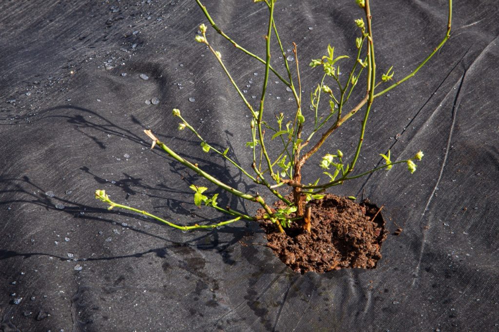 black tarp covering the soil around a young blueberry plant growing from the ground