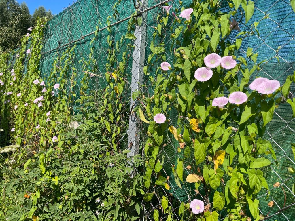 How To Get Rid Of Bindweed Horticulture Magazine