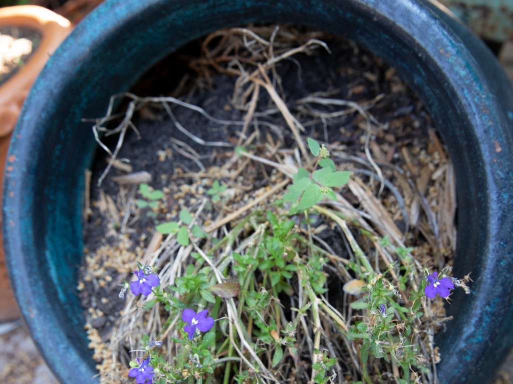 the roots of a potted purple flowering lobelia plant