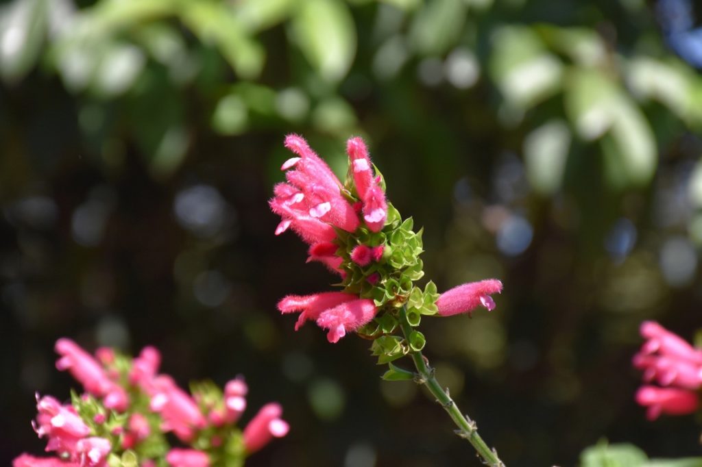 fuzzy Bolivian sage with pink fuzzy flowers growing from a tall stem outside