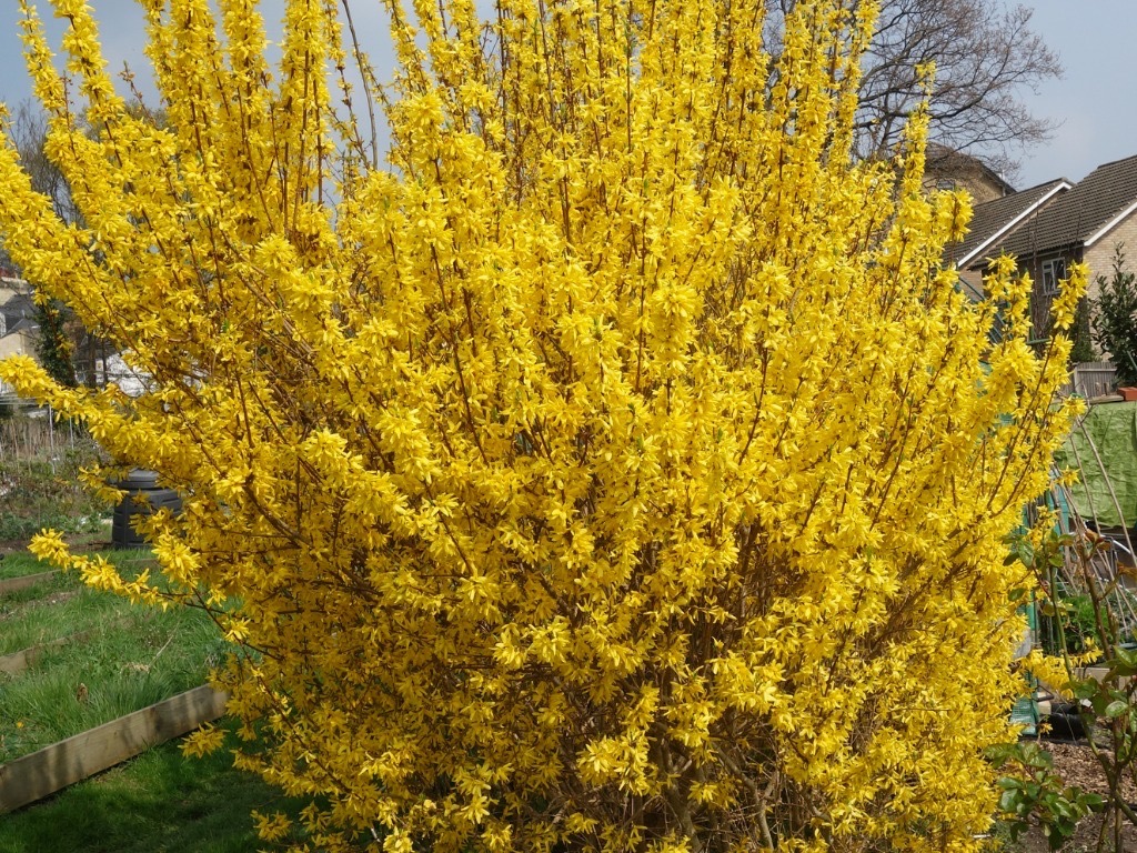 yellow flowering stand-alone forsythia shrub growing in a garden in front of a row of houses