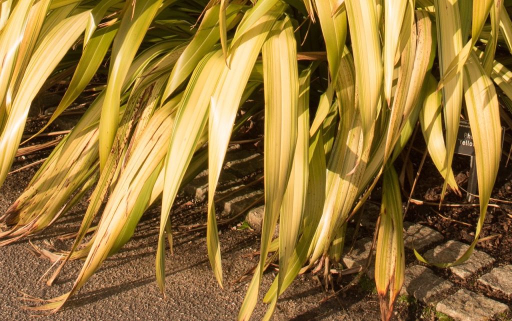 yellow leaves of a phormium plant growing outside with some ends of the leaves starting to turn brown