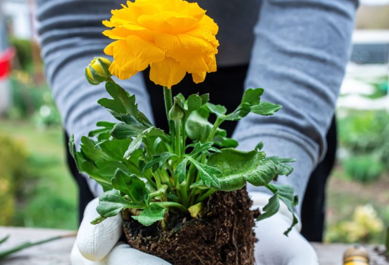 Why Ranunculus Grow Best In Pots Horticulture Magazine