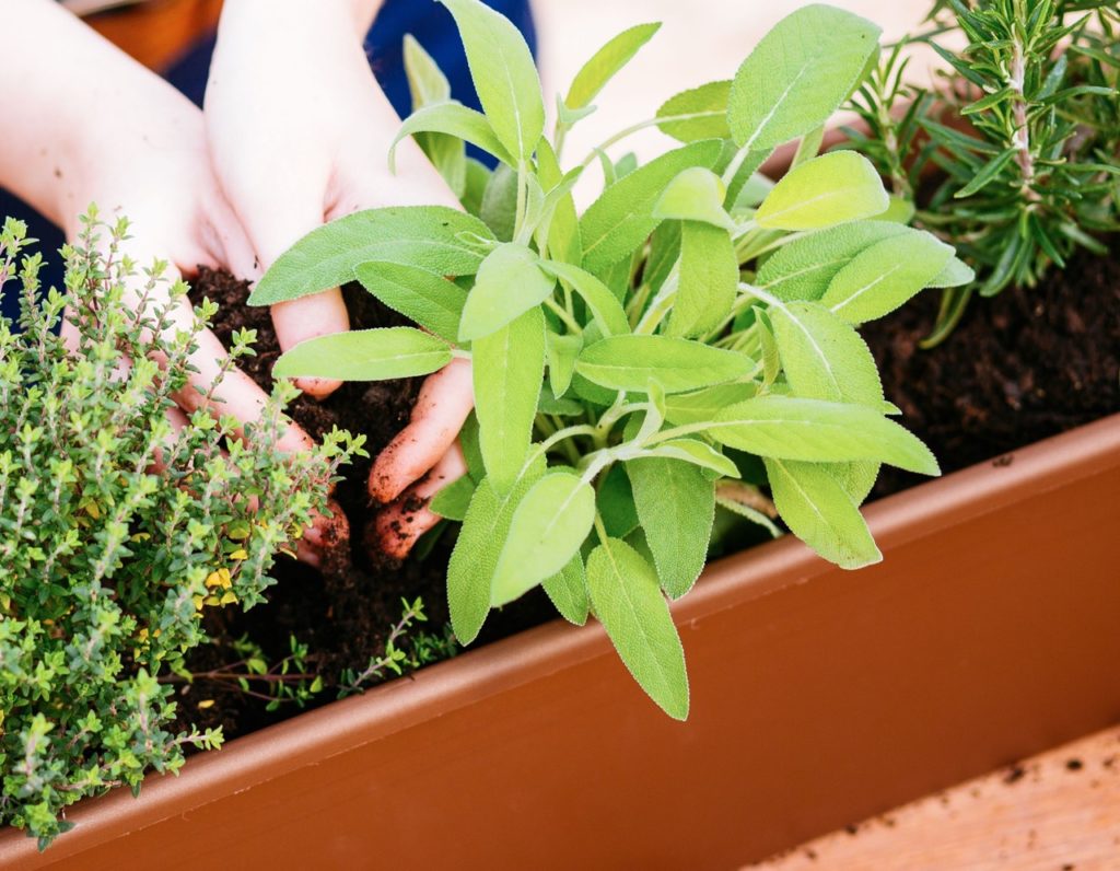 Growing Salvia In Pots Expert Tips Horticulture.co.uk