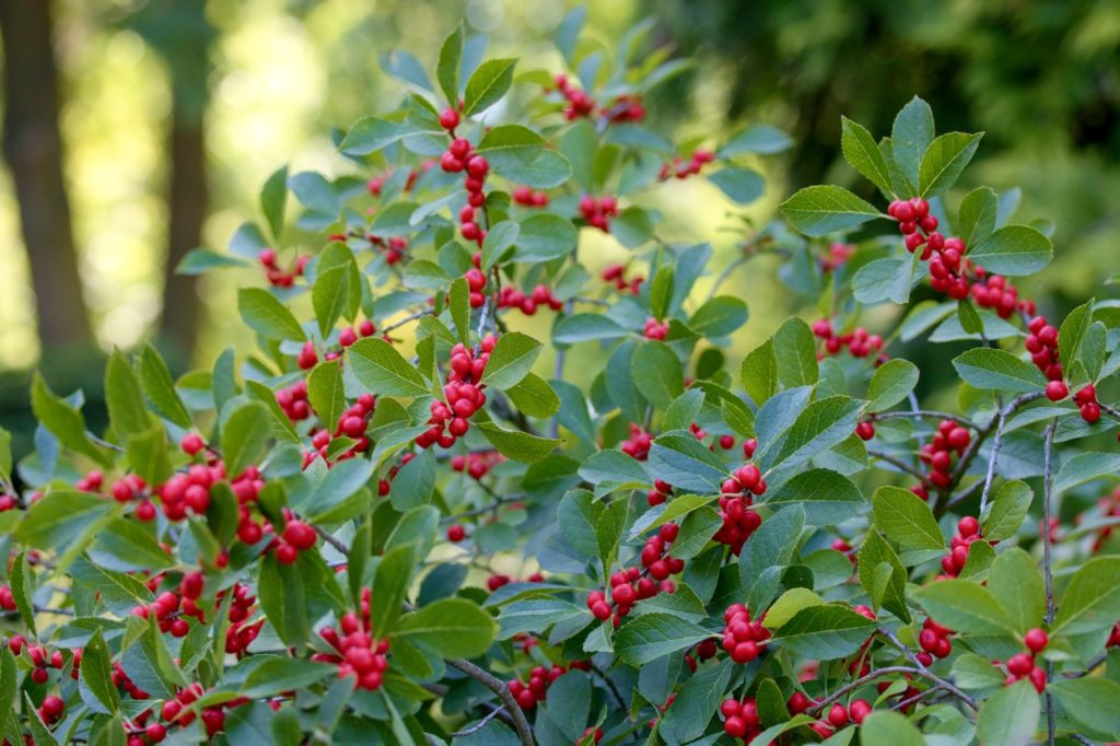 winterberry shrub with red round berries and oval shaped leaves growing outdoors